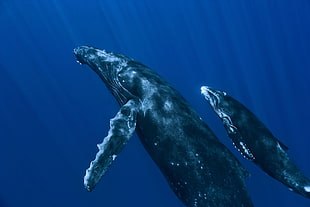 whales, whale, animals HD wallpaper