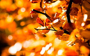 nature, fall, leaves, depth of field