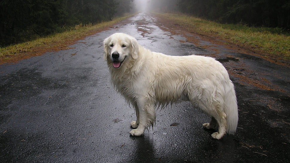 long-coated white dog, street, animals, wet, dog HD wallpaper