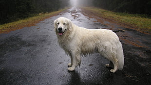 long-coated white dog, street, animals, wet, dog