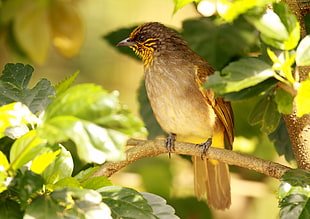 closeup photo of brown and gray bird perching on branch