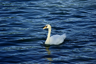 white swan on blue body of water