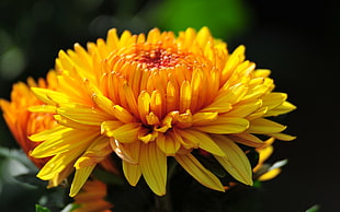yellow Chrysanthemum flower