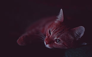 orange Tabby cat HD wallpaper