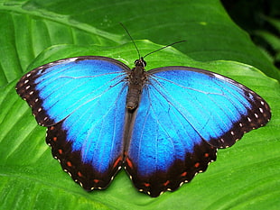 Morpho Butterfly perching on green leaf during daytime