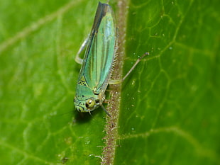 green grasshopper on green leave HD wallpaper
