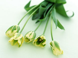 closeup photography of half bloomed yellow-and-green flowers