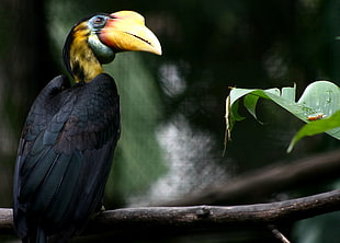 Toucan in rule of thirds photography, hornbill HD wallpaper