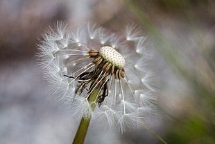 shallow focus photography of dandelion