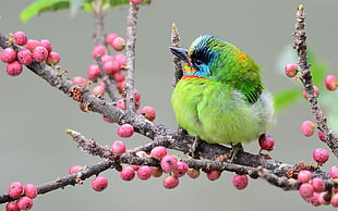 focus photography of green passerine bird HD wallpaper