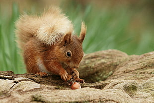 shallow depth photograph of brown squirrel eating acorn