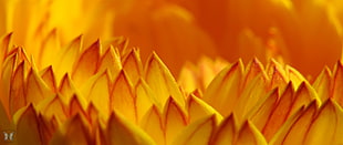 yellow flower petal in macro shot photography