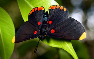 yellow-tipped black butterfly with orange spots on green leaf