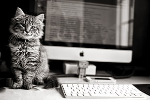 grayscale photography of Tabby cat beside silver iMac
