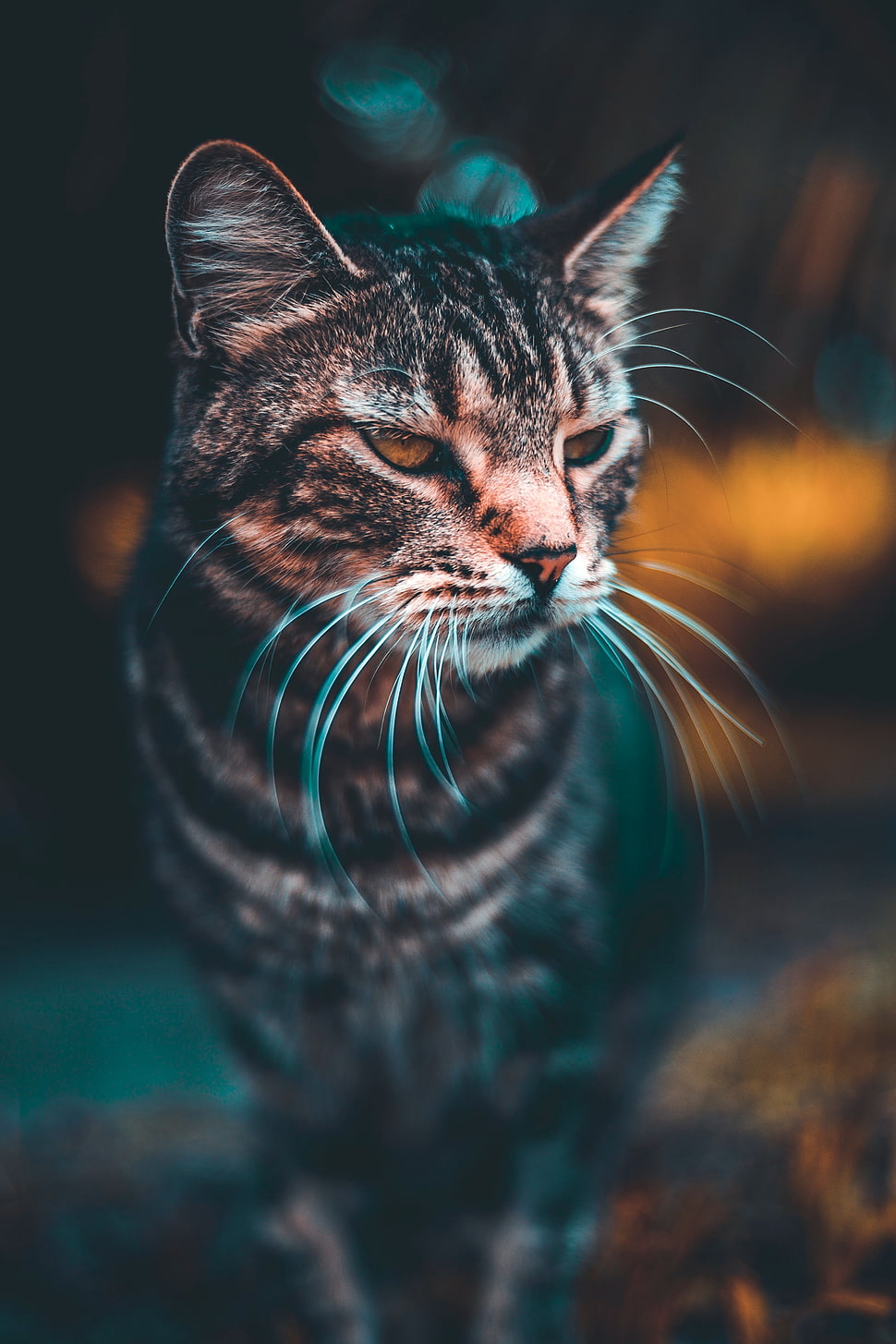 silver tabby cat, Cat, Muzzle, Look HD wallpaper