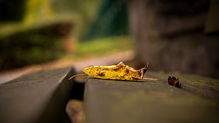 focus photo of yellow dry leaf, leaves