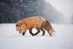 brown animal, animals, fox, snow, Iza Łysoń
