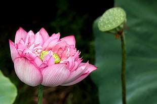 shallow focus photo of a pink flower, lotus HD wallpaper
