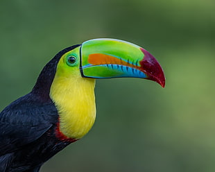 Killed-Billed Toucan, keel-billed toucan