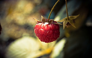 depth of field photography of dogwood berry