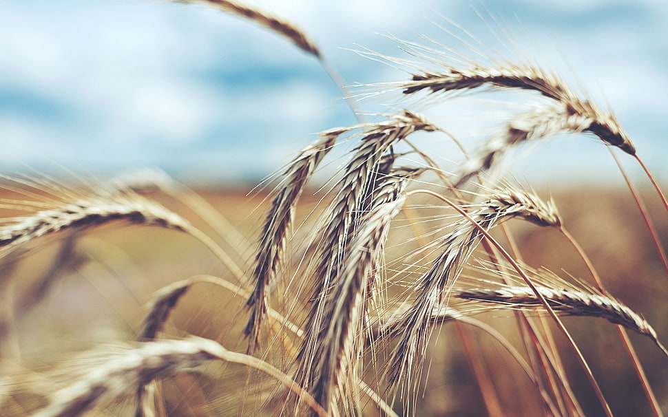 shallow focus photography of wheat HD wallpaper