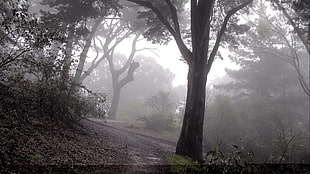 photo of foggy pathway with trees