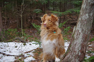 long-coated brown and white dog, Nova Scotia Duck Tolling Retriever, dog, trees, animals