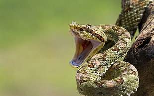 shallow focus photography of green snake