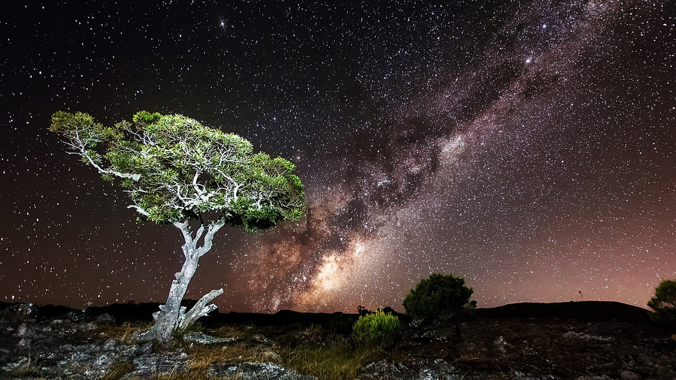 tree under sky with stars digital wallpaper, nature, sky, night, Milky Way HD wallpaper