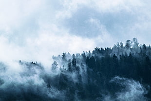 photo of fogs and pine trees during daytime HD wallpaper