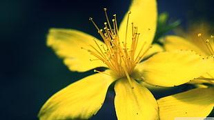 yellow gaura flower, flowers, yellow flowers, plants HD wallpaper