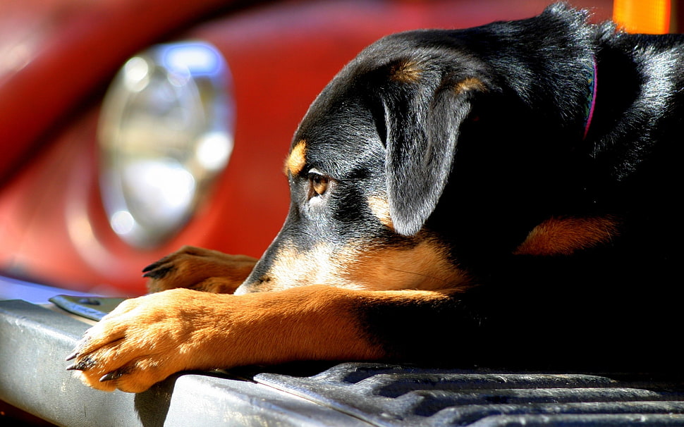 black and brown rottweiler HD wallpaper
