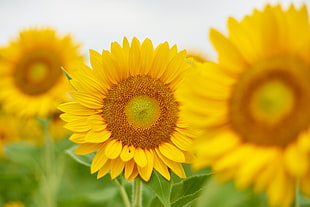 close view of a Sunflower farm
