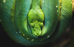 green snake HD wallpaper