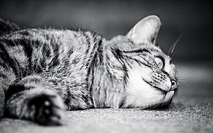 grayscale image of cat lying on a surface HD wallpaper