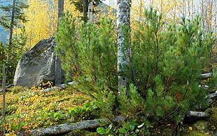 structural shot of rock in the forest during daytime