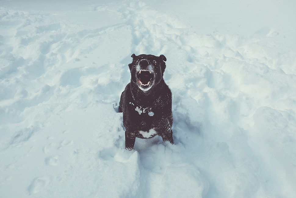 medium short-coat black dog HD wallpaper