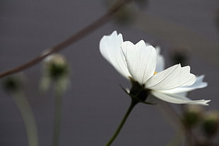 macro photography of daisy flower HD wallpaper