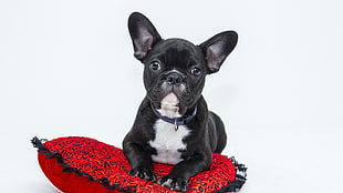 black and white French bulldog puppy on red throw pillow