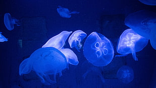 blue jelly fishes