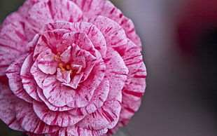 selective focus photography of pink petaled flower