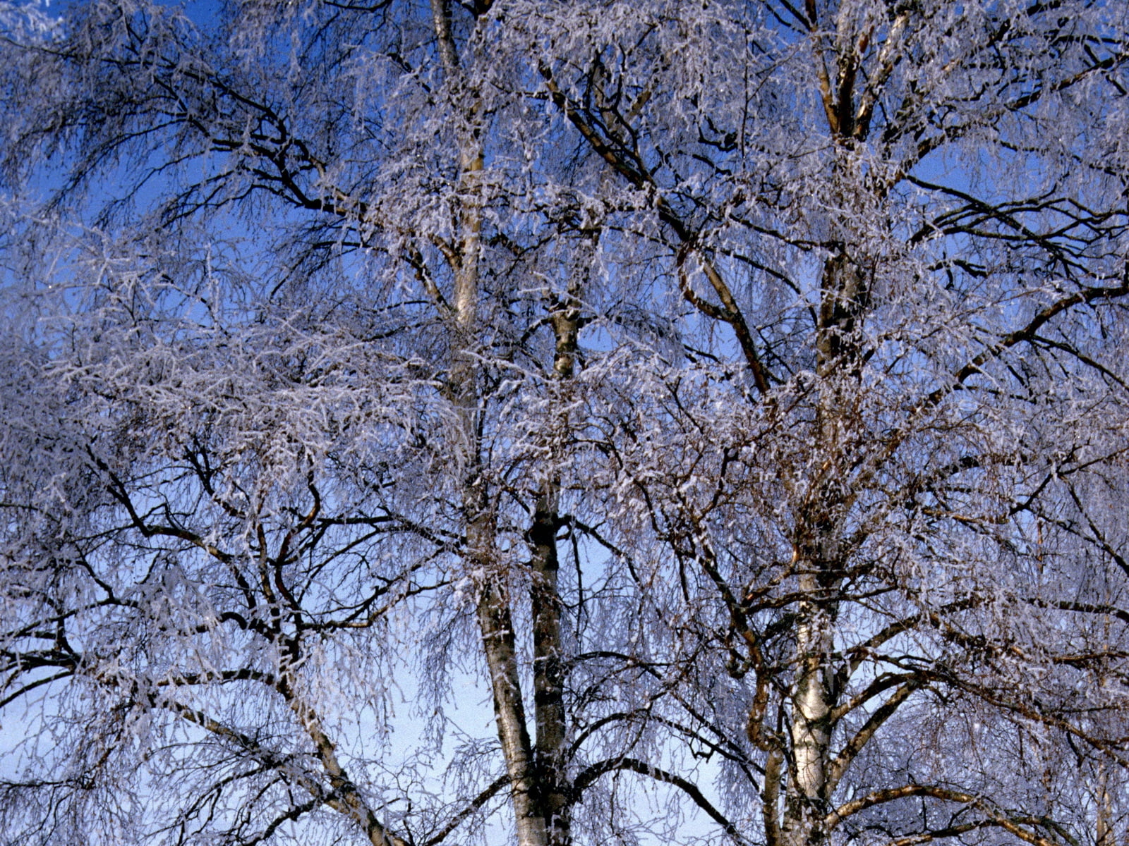 photo of snow covered tree