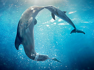 two grey dolphins underwater