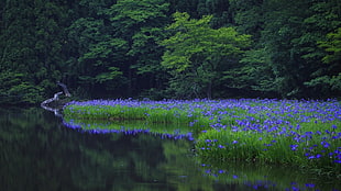 purple petaled flowers, landscape, flowers, blue flowers, lake