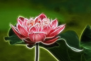 pink Lotus flowers in bloom illustration HD wallpaper