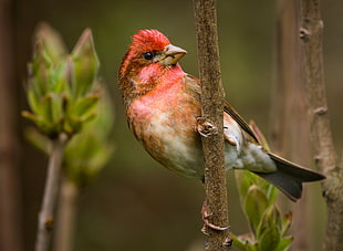 low beaked brown and pink bird perched in plant twig