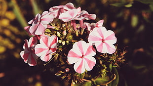 shallow focus on pink flowers