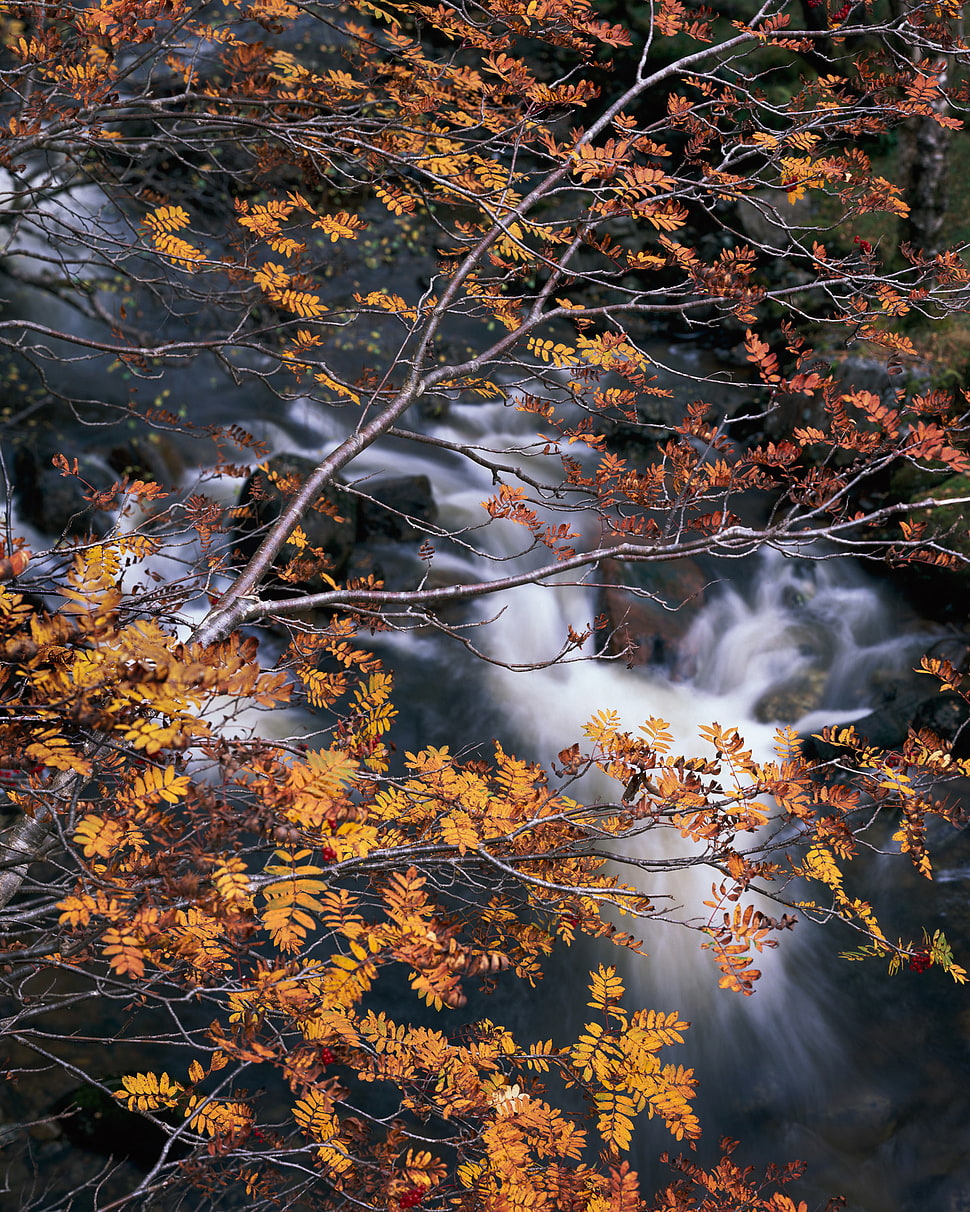 brown leaves during daytime HD wallpaper