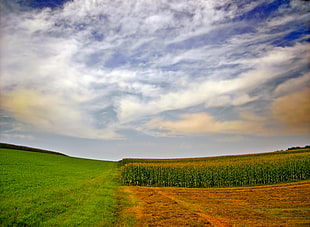 landscape photography of corn field