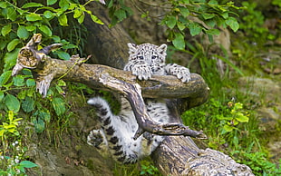 baby jaguar hanging on tree branch